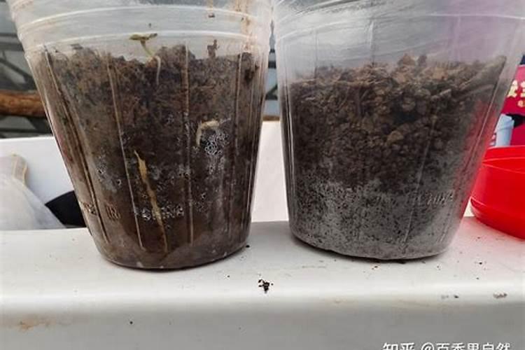 华北五角枫种子育苗技术