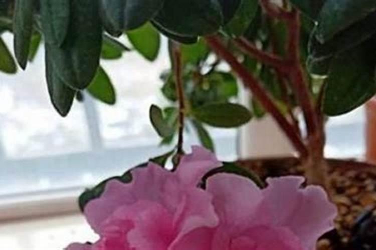 尿素灌根兑水比例