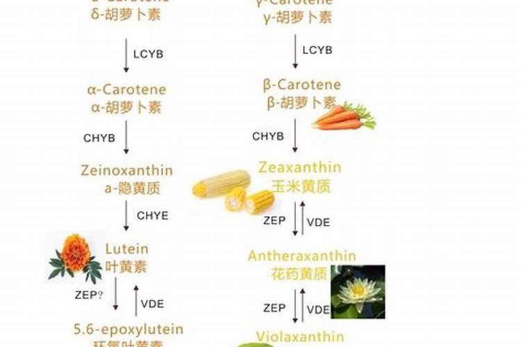 胡萝卜施什么肥