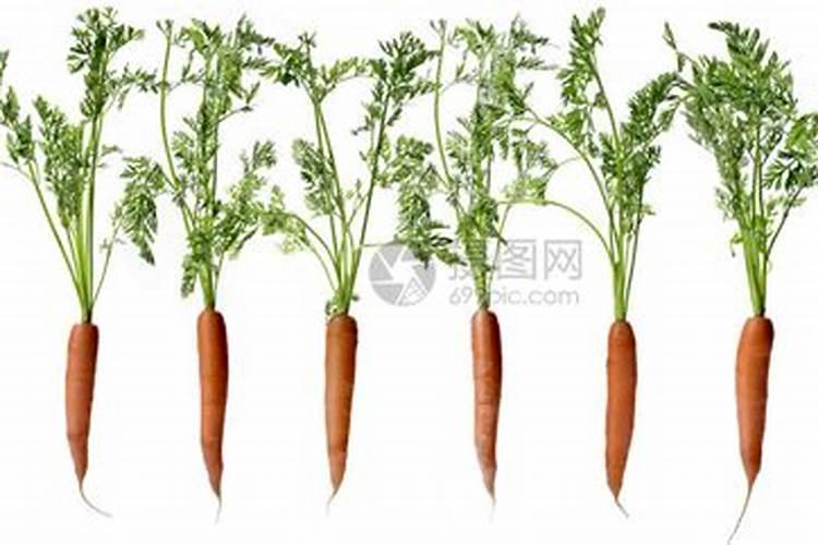 柑橘膨果着色,用什么肥料增产明显？