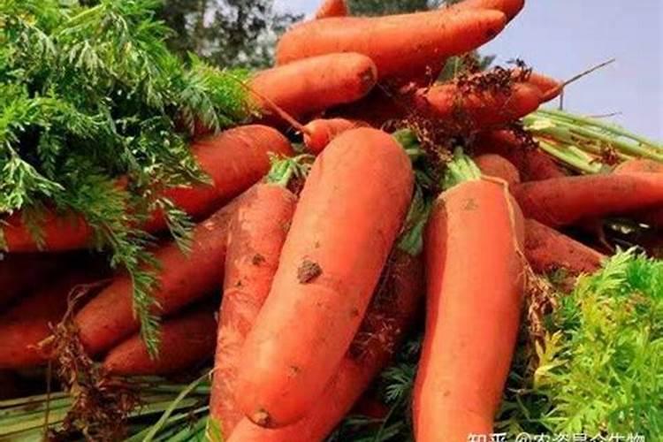 胡萝卜氮磷钾比例