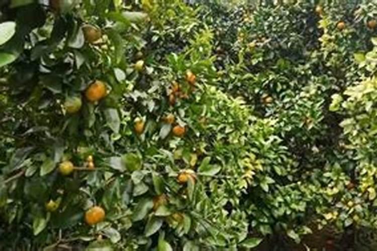 银杏树什么时候施肥