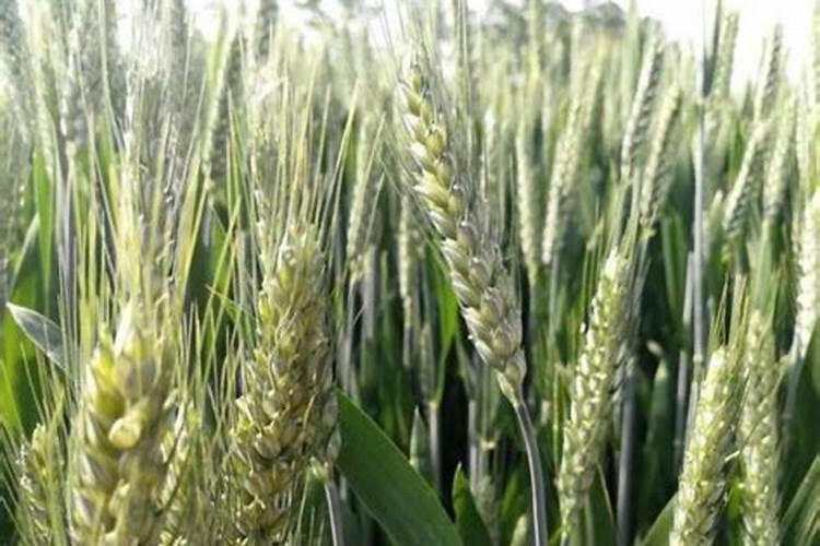 小麦能用几次芸苔素