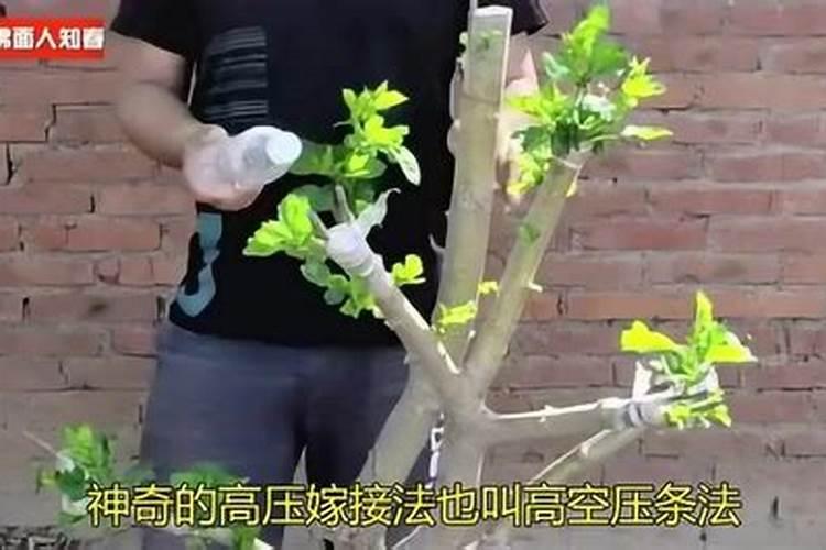 不影响果树正常生长的嫁接方法