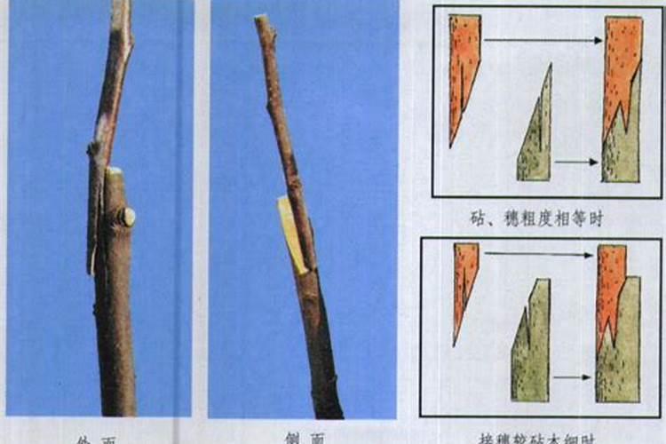 柑橘苗木果树种植管理 柑橘怎么养殖好