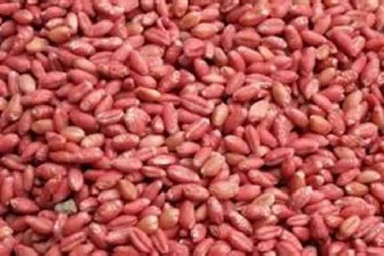 冬枣叶子发黄怎么办？？？