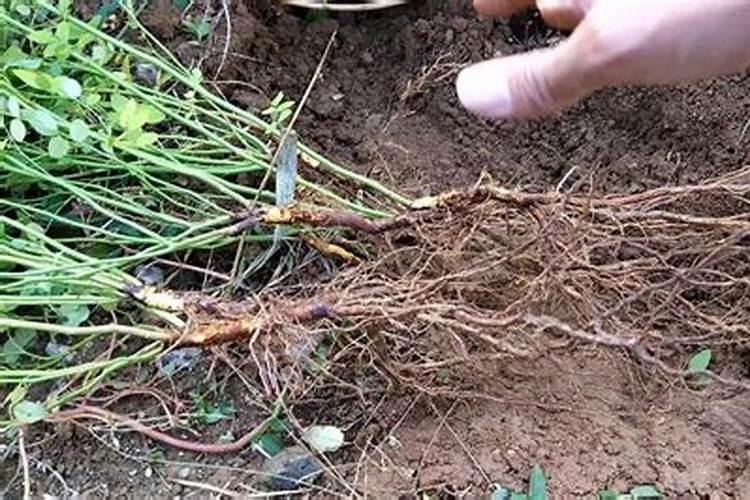 种植蔷薇可以用扦插的方法吗 或是有别的方法