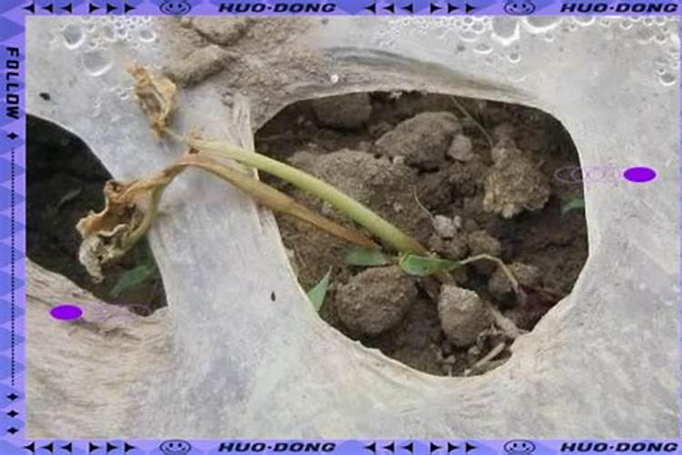 绿颖什么情况下不能用