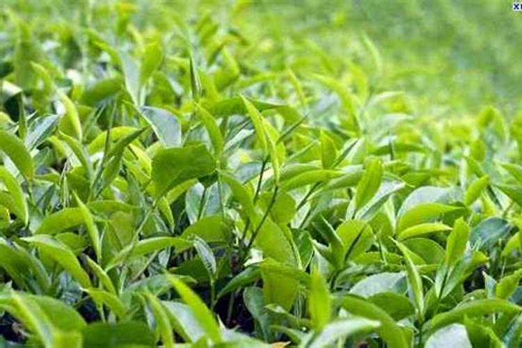 油茶树施什么肥长得快