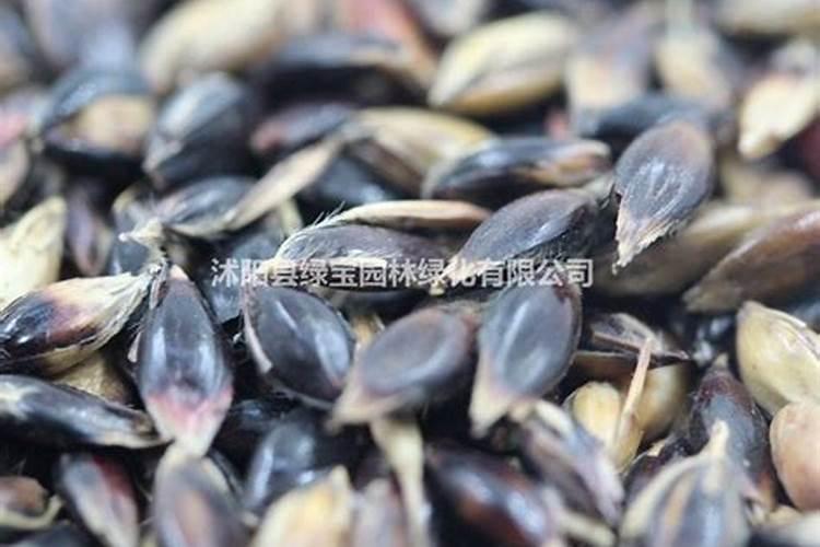 磷肥一亩地施多少