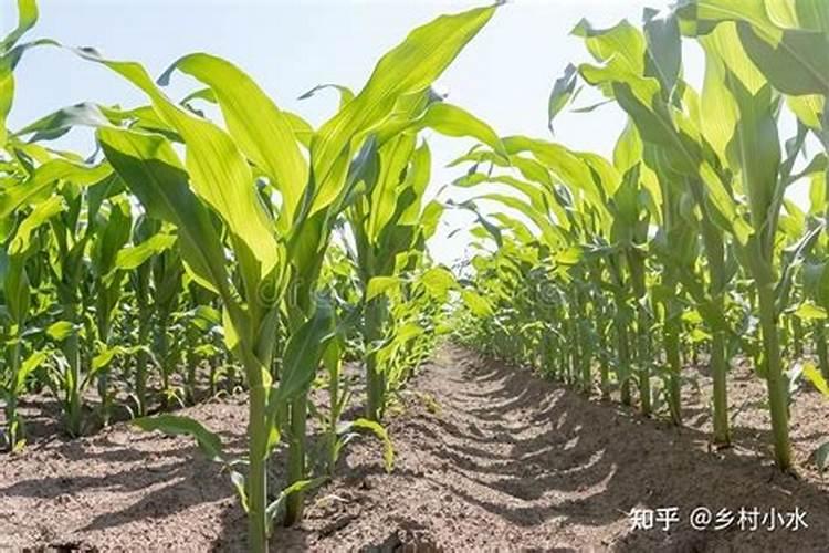 玉米苗发红发紫不长怎么回事