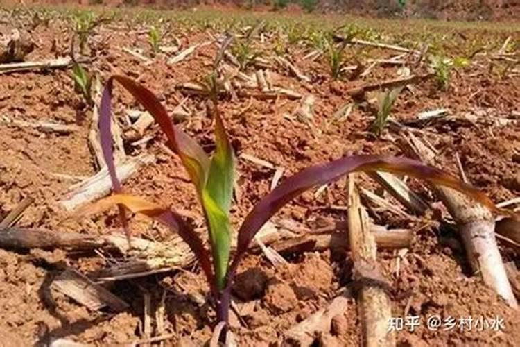 玉米叶片发紫,整块地都这样,怎么回事