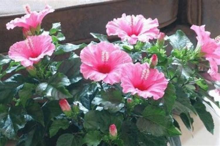 木槿花夏天怎么养护？