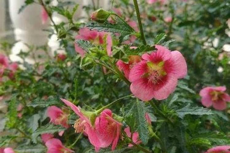 木槿的养殖方法和注意事项