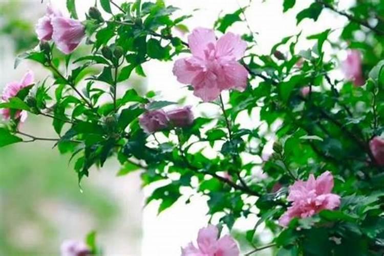 木槿花换盆后多久浇水一次