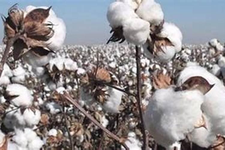 用发酵的泡黄豆水给黄瓜、芸豆施肥可以吗？