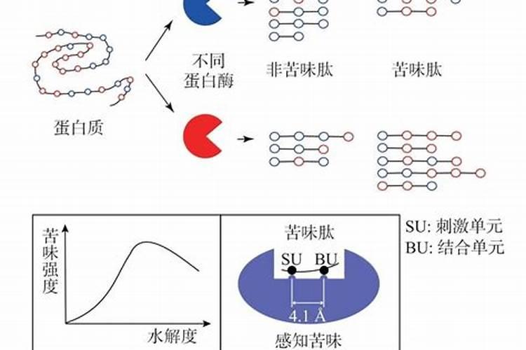什么是水解蛋白饵？揭秘水解蛋白饵的垂钓效果