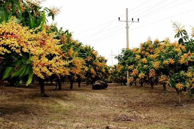 种芒果应该怎样去施肥？