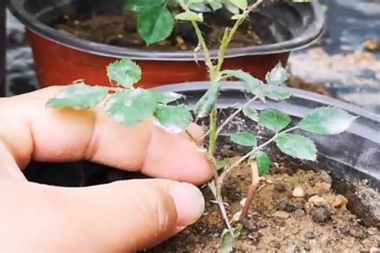 月季移栽伤根了怎么办？