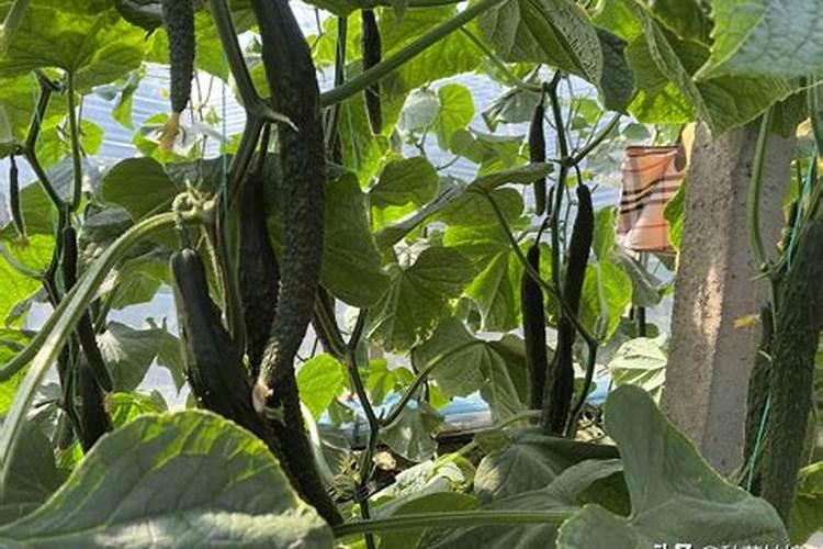 黄瓜移栽多久可以施肥？移栽后需要施什么肥？