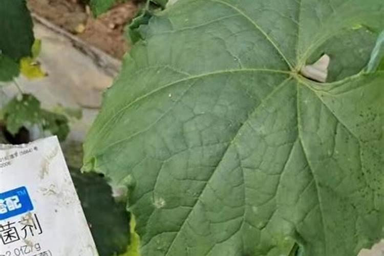 是什么致使蔬菜叶子后面出现了一层白粉？