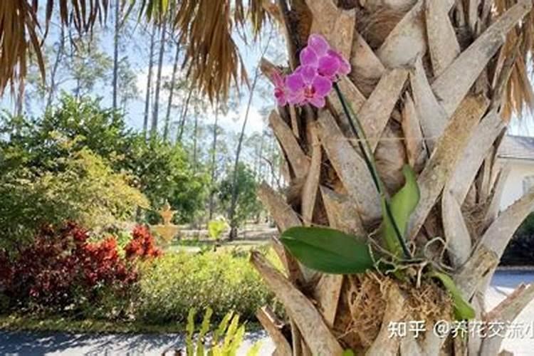 蝴蝶兰可施氮肥吗