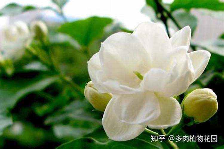 多效唑在水稻大田什么时候使用最好？