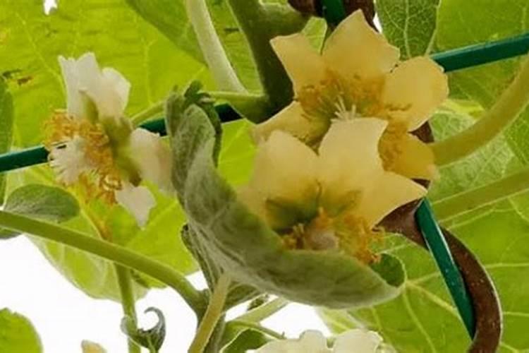 猕猴桃开花前使用什么肥料 注意事项有哪些