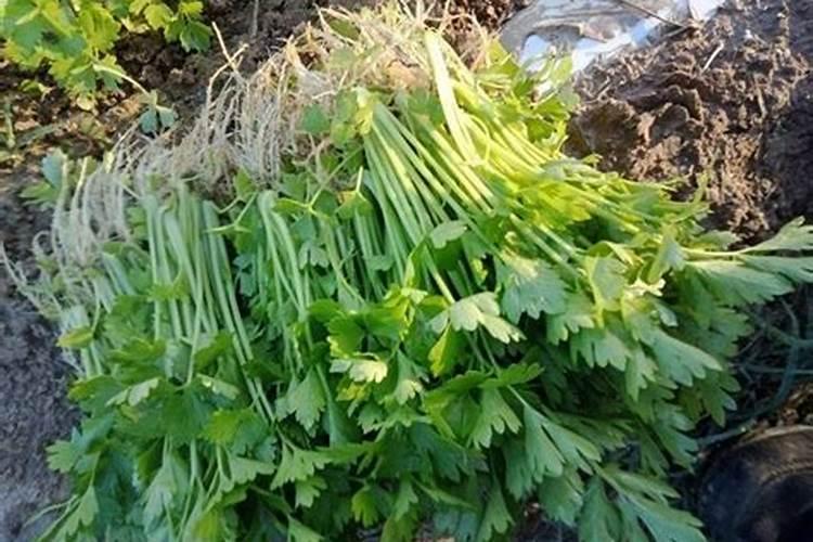 喷什么叶面肥芹菜长得快 喷施方法有哪些