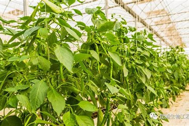 萍果红点,黑点病用什么药防治