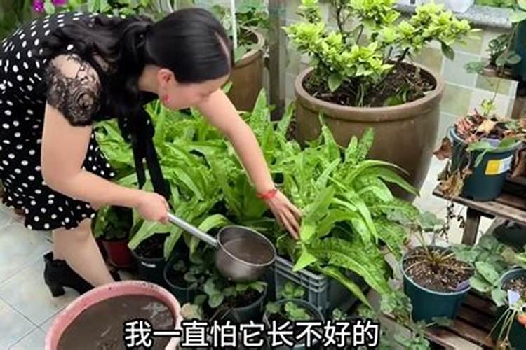 氮肥磷肥钾肥可以同时兑水浇花吗
