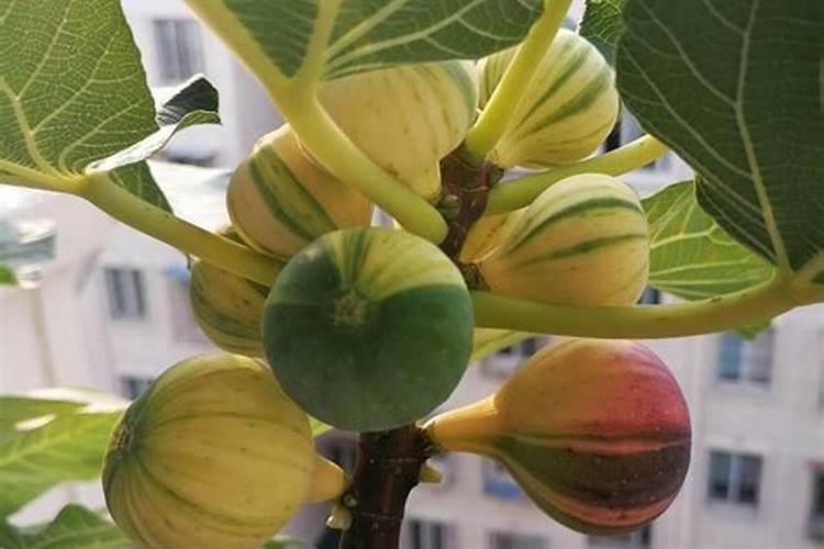 蓝莓果实的十大成分是什么？