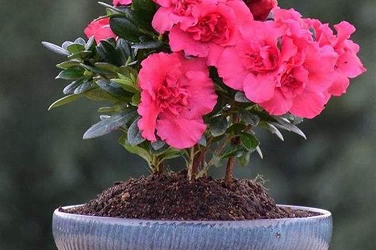 杜鹃花可以施氮肥吗