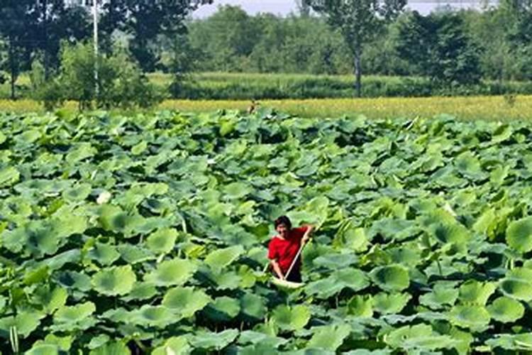 白梗甜菜是什么蔬菜 北方黑龙江这边有吗 俗名叫什么