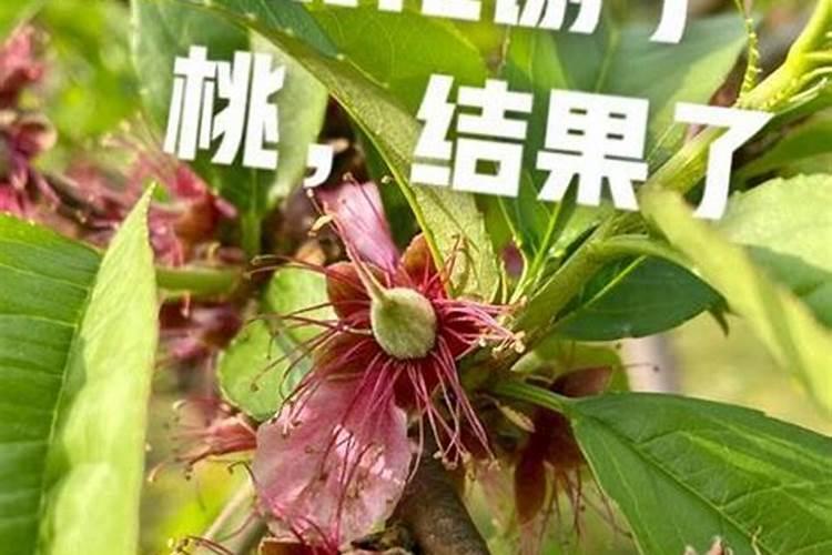 桃子高产有什么施肥方法桃树管理方法？