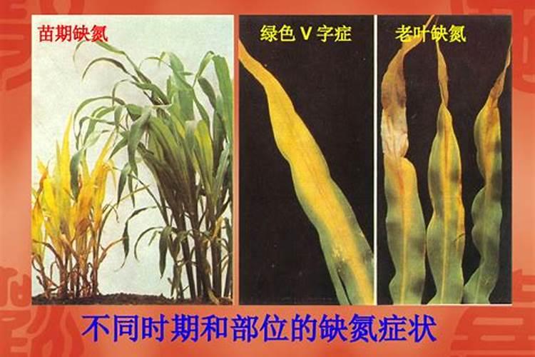 ...的种的木本植物,叶子像图片里一样变黄色了,是什么原因,有什么解决办 ...