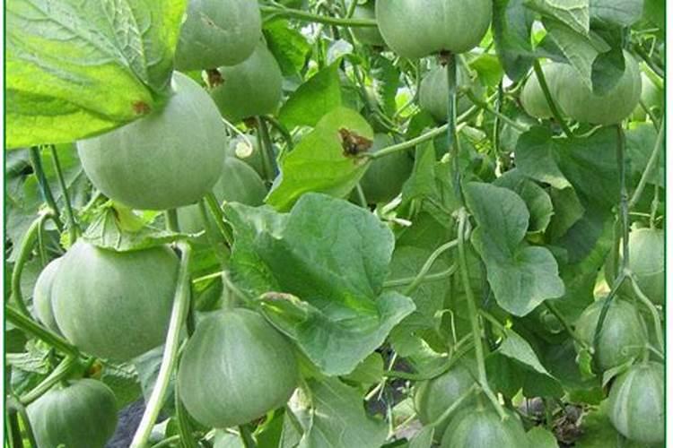 火龙珠顶端叶片黄怎么回事？