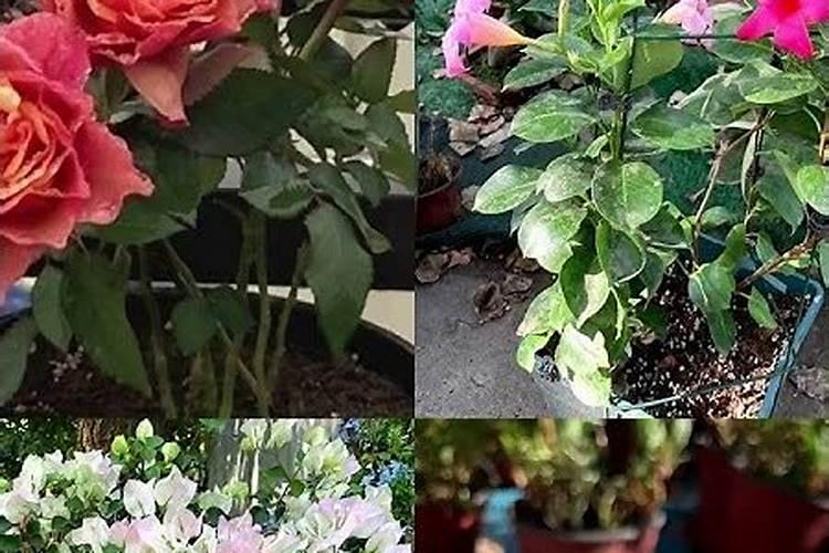 夏天怎样给植物施肥 有哪些需要注意的