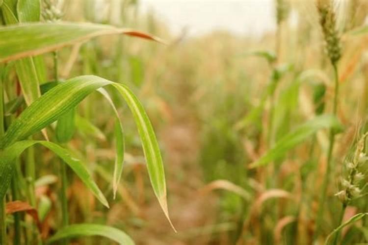 植物缺了氮肥,磷肥和钾肥会怎么样,分别举例说明。