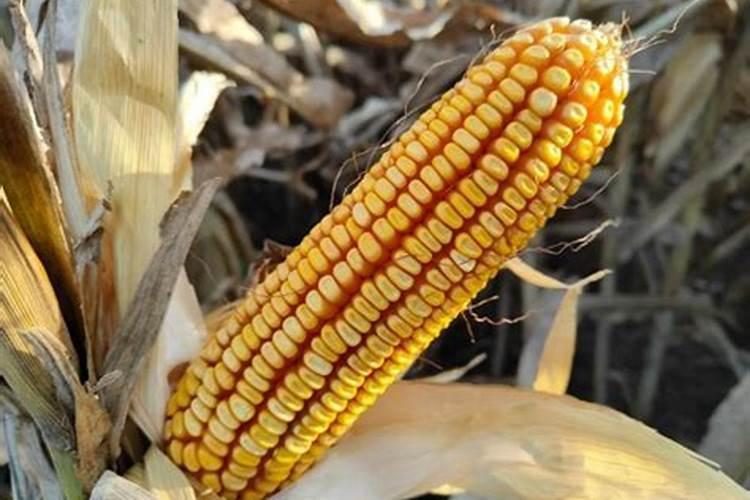 种玉米用什么化肥最好？