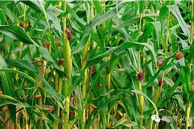 什么是功能性肥料