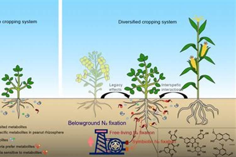 白菜用什么叶面肥好