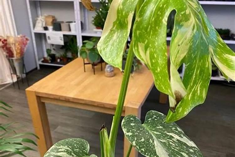 锦地罗这种植物,怎样养才能更旺？