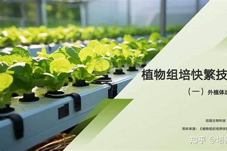 盆栽木槿花开花时能施肥吗