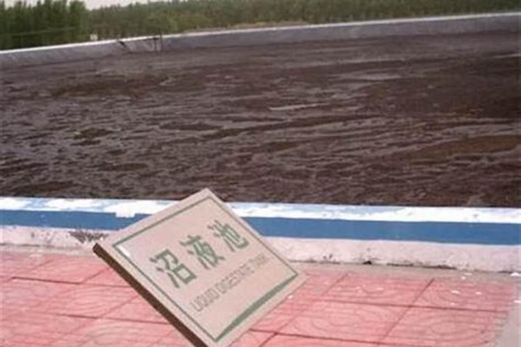 金桔树树叶没光泽,发黄,不长新叶,怎么办