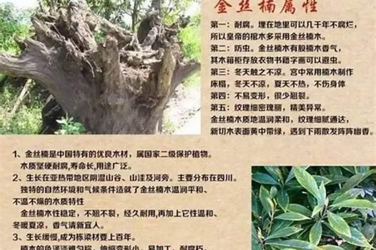 金丝楠竹生长在哪里