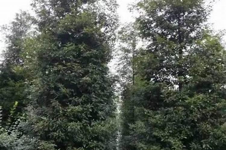 金丝楠树苗怎么种植