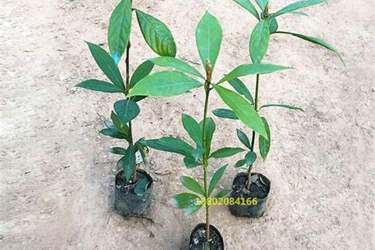 金丝楠木适合什么肥