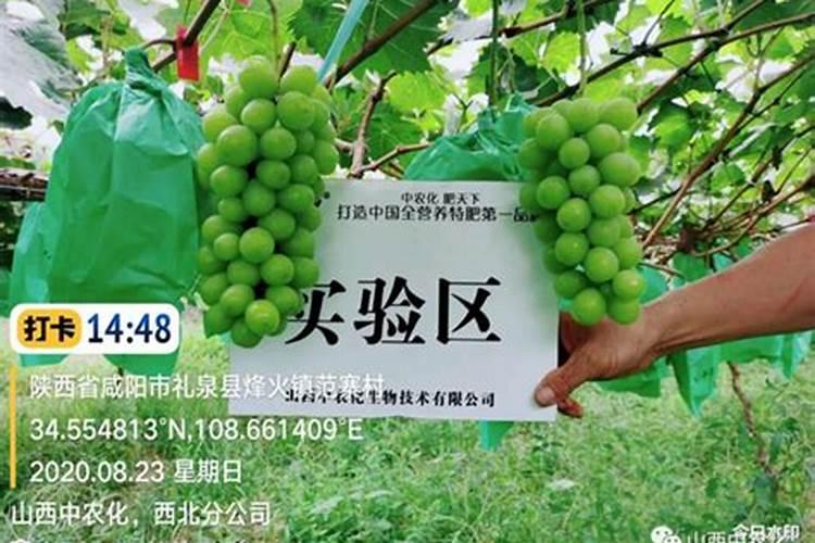 阳光玫瑰怎么养才能开花呢