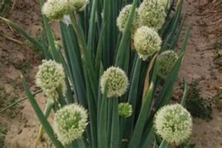 莲藕用什么叶面肥好‘莲藕表皮颜色不好看,有黑斑？